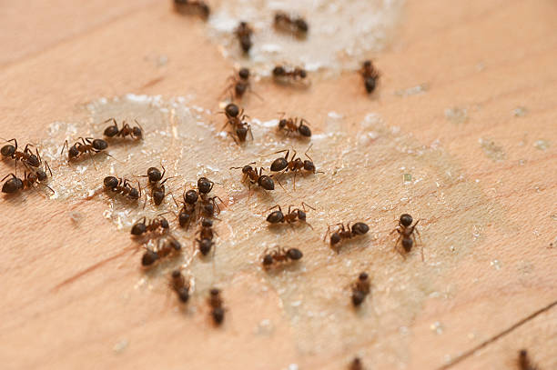 Best Spider Control Near Me  in Honolulu, HI