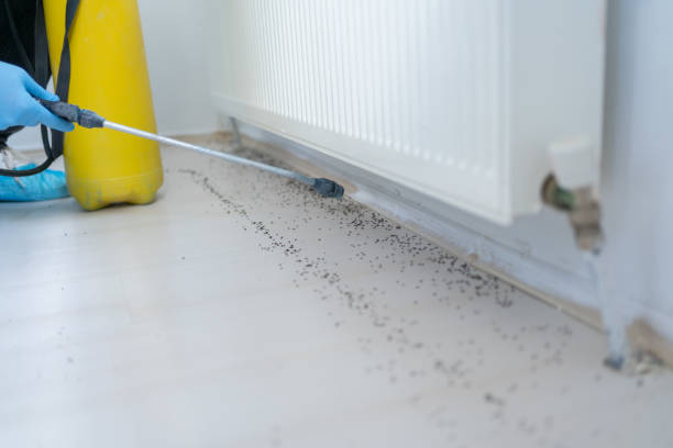 Best Pest Removal Services  in Honolulu, HI