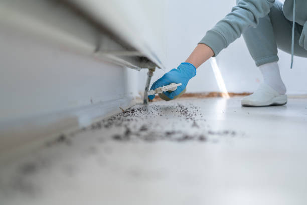 Professional Pest Control in Honolulu, HI